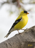 American Goldfinch male